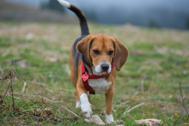 Beagle dog breed walking
