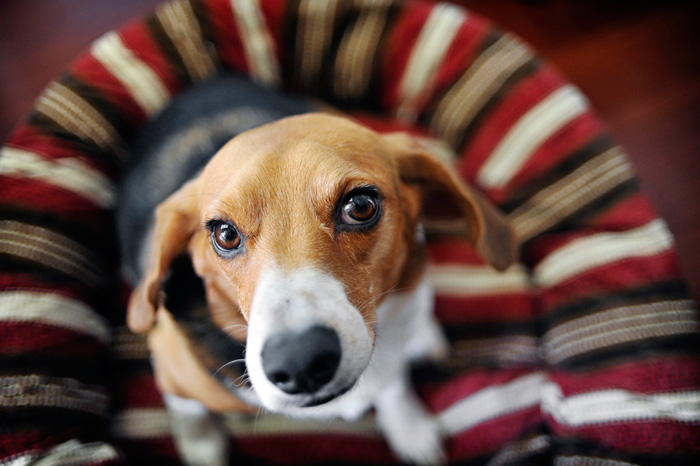 Beagle Looking Up at Camera