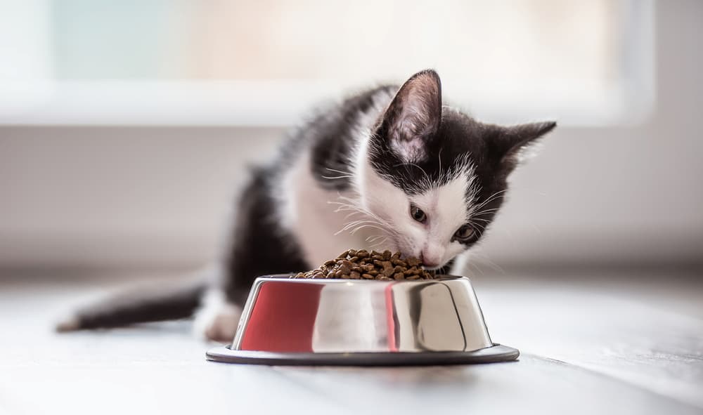 pretty cat eating food in a bowl