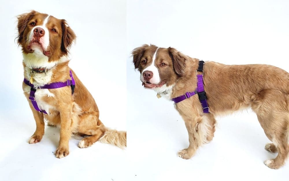 2 Hounds Design Freedom No Pull Dog Harness