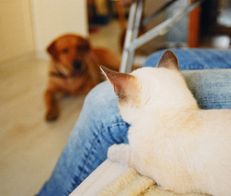Cat and Dog