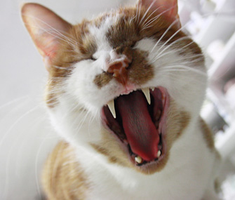 Cat Closeup 