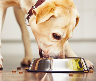 Dog eating messily