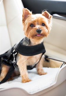 Dog in Car Harness