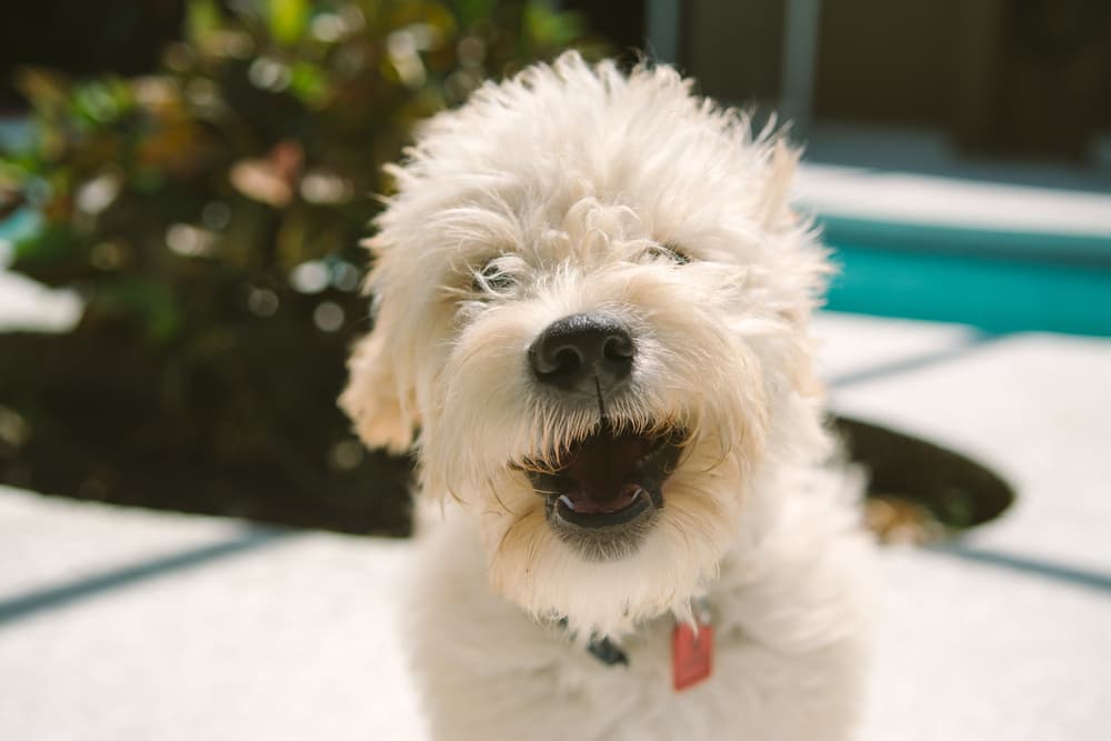 Dog smiling happy outdoors