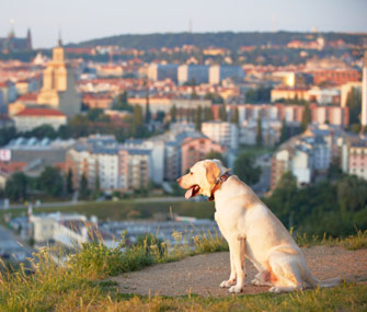 Dog Traveling