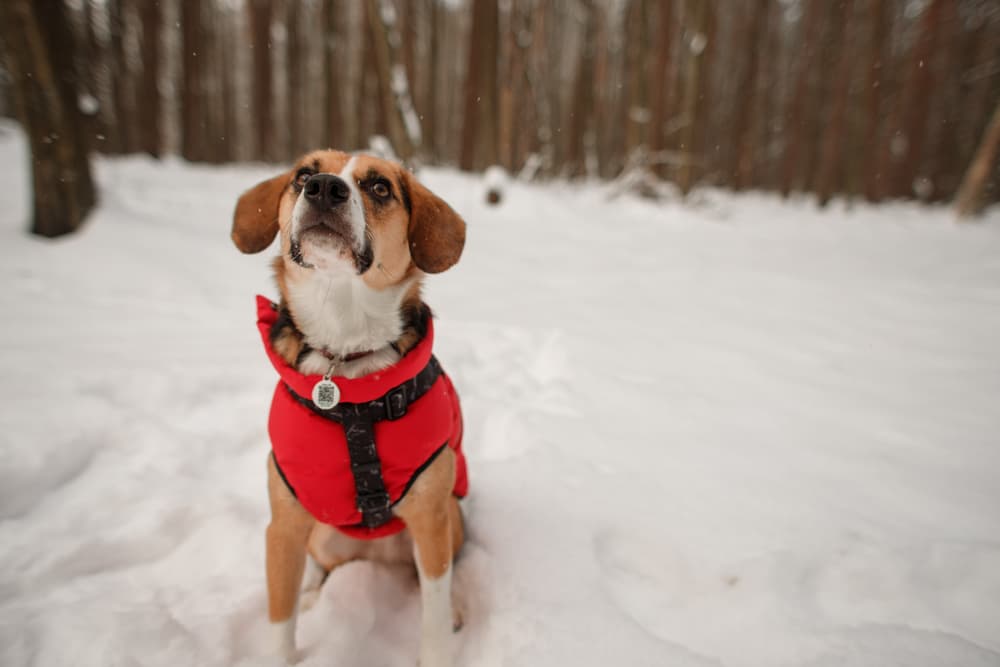 Dog looking up to camera very cute