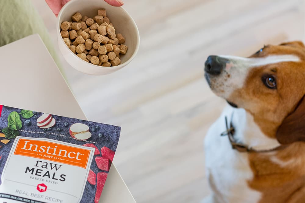 Dog being fed Instinct Raw Freeze Dried meal