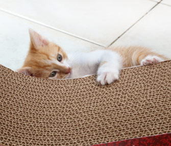 Kitten scratching horizontal scratching post