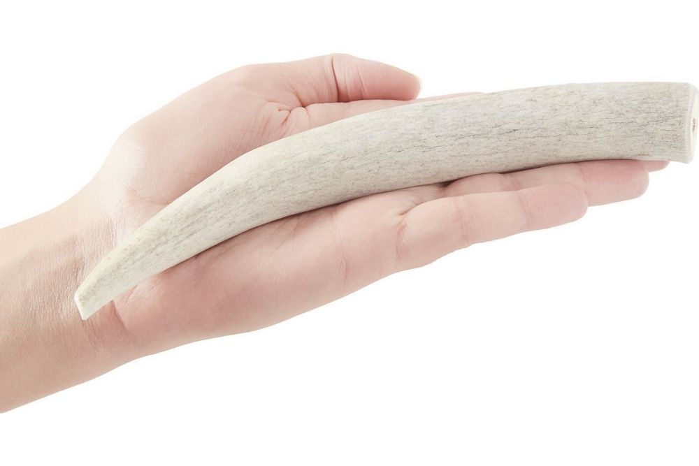 Prairie Dog Deer Antlers