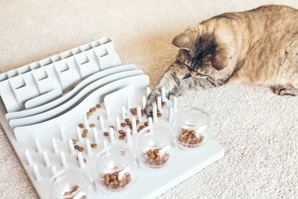 8 Best Cat Puzzle Feeders for Mealtime Enrichment