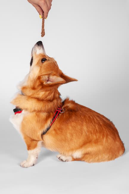 dog begs for jerky