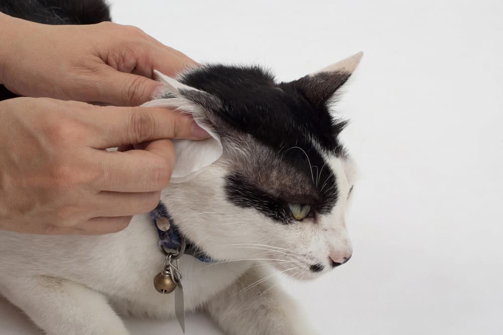 Silver Honey Rapid Ear Care for Cats Review
