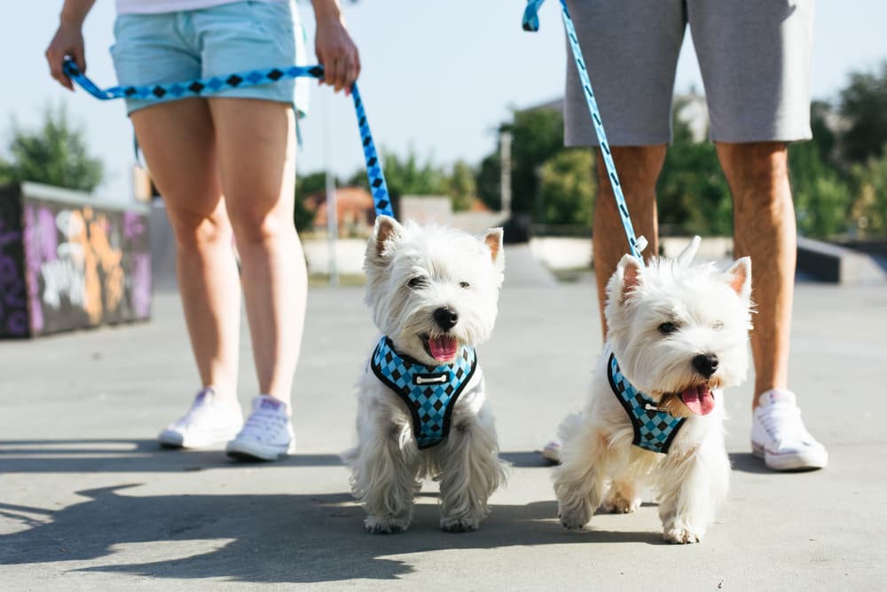 9 Best Dog Harness and Leash Sets of 2024