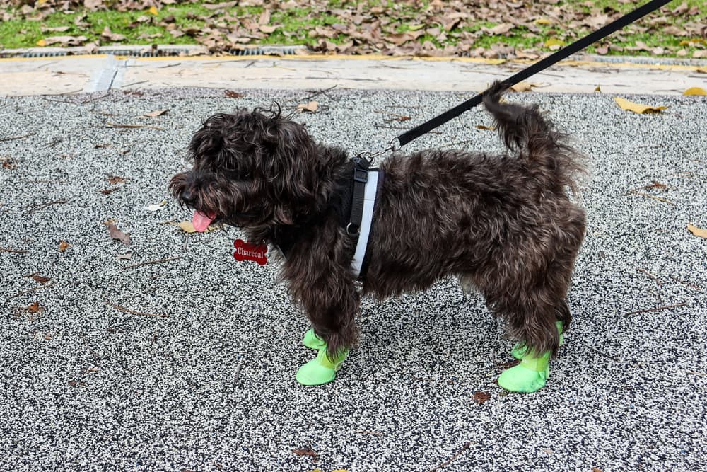 Dog walking on hot pavement in dog shoes for summer