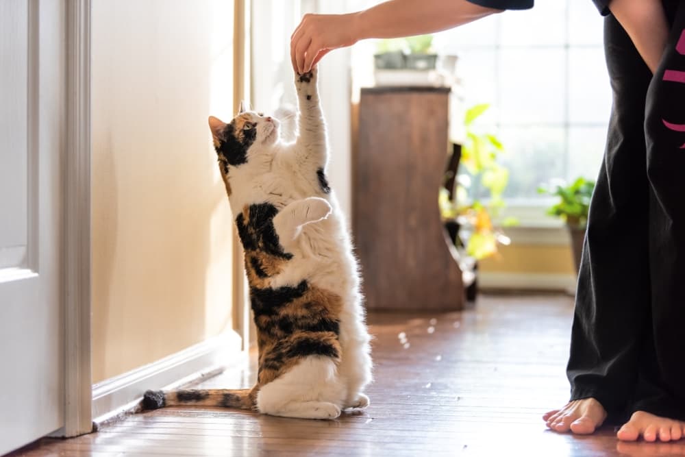 Temptations Cat Treats Review: Kitty-tested and Approved