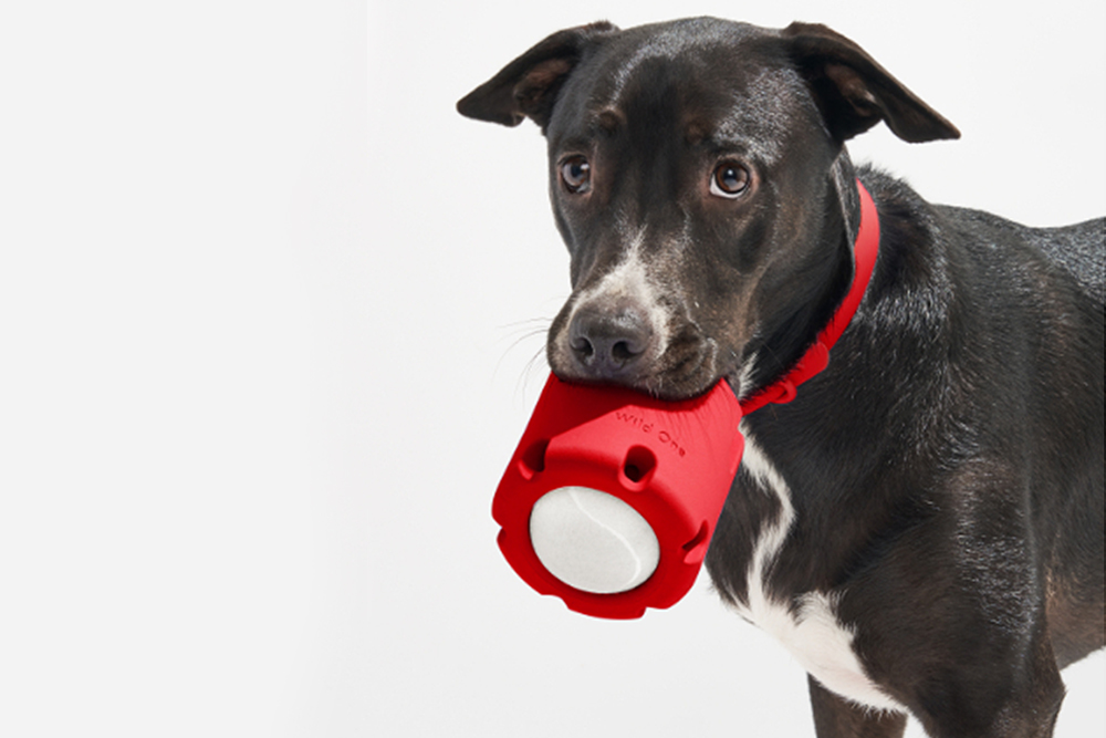 black dog with red wild one tennis tumble in its mouth