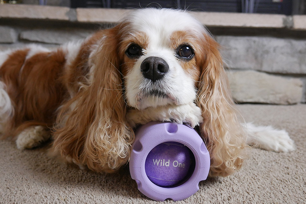 brown and white Cavalier King Charles Spaniel with light purple Wild One Tennis Tumble