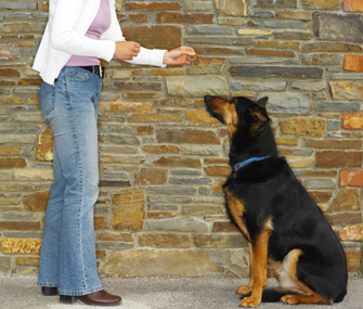 Training a dog